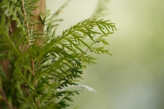 DSC6318