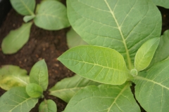 Tobacco_02