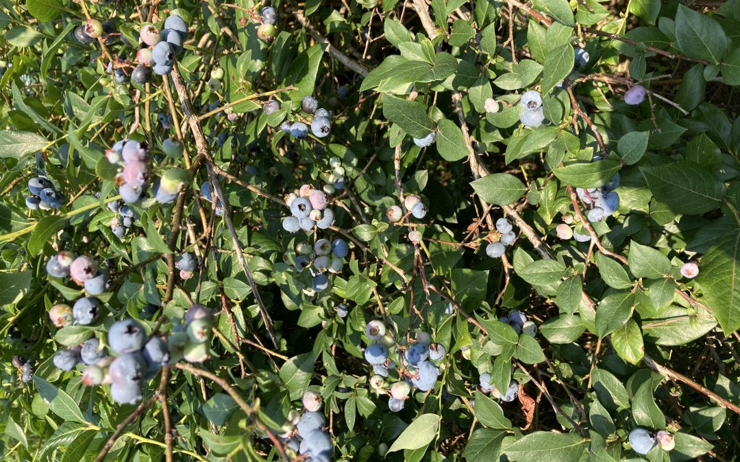Blueberries and Healthy Cooking