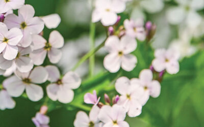 Making Women’s History Every Day: An Interview with Tribal Council Members Ariel Boonstra, Jessica Blain, and Dorie Rios 