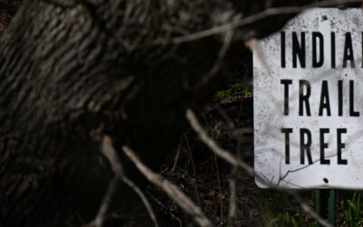 Historical and Environmental Preservation Efforts in Progress for “Indian Trail Tree” in Coldwater, Michigan